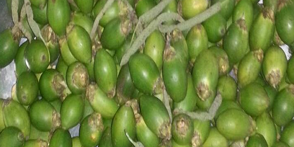 Betelnut2