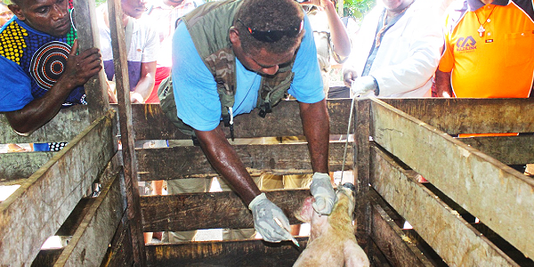 James Poghula Principal Livestock officer vaccinated a sick pig at Jack Chottu’s farm. The activity was part of training demonstration