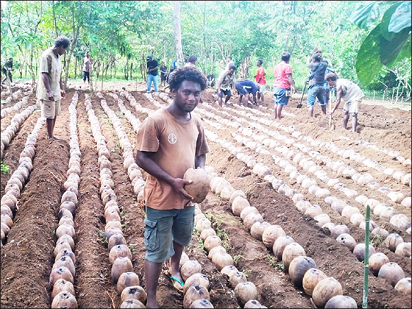 Dry coconuts being arranged at the bulking site in West Kwaio.