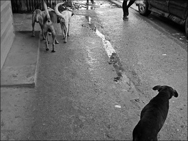 Stray dogs roaming the streets of Gizo.