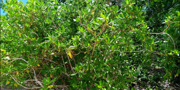 Scaevola taccada, this green leafy plant is widely used in Ontong Java, and now is being used in the Western province. The plant at Tisi Beach in Gizo, Western Province.