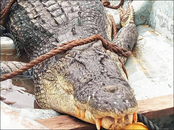 Crocodiles attacks are common in the Western province. Here croc which was captured and killed by the villagers. (File photo)