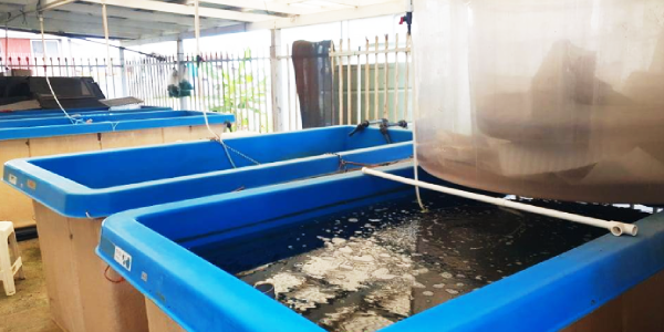 Sea Cucumber Hatchery at the MFMR