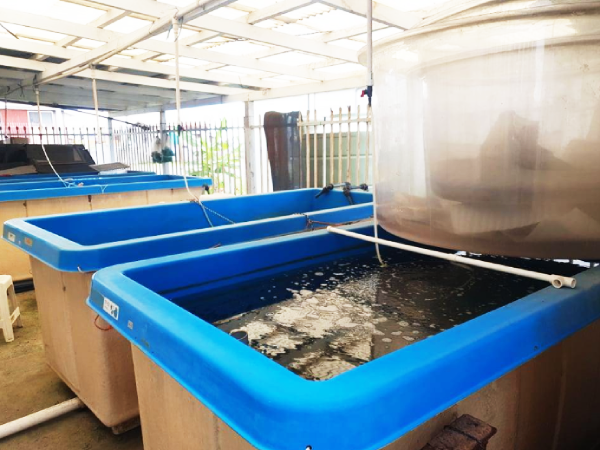 Sea Cucumber Hatchery at the MFMR