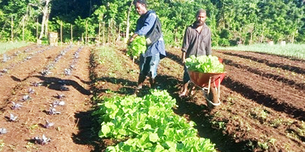 Local farmers harvesting cabbages on Tuesday