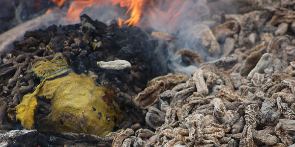Beche de mer destroyed by the Ministry of Fisheries & Marine Resources (MFMR) Compliance team, last year. File photo.