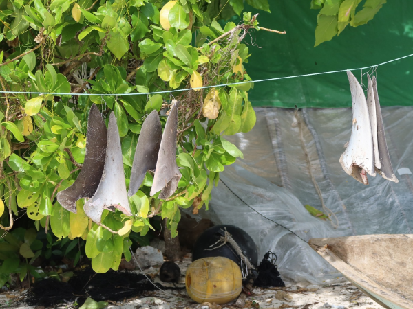 Shark fins being dried on a line. Photo, Wildlife Conservation Society.