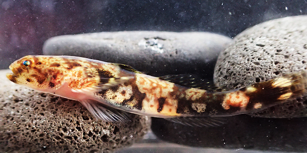 The Schismatogobius, one of the newly discovered species.