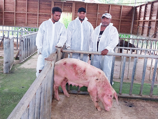 MAL Officer for Adailiu Farm, Mr Eluda, right, Director of Reach Consultancy, Fredrick Faábasua (centre) and Reach Consultancy Livestock Officer, Rex Ramoiau, standing beside one of the pigs that has been given the drug to cure both its internal and external parasites that causes the pig to get sick as can be clearly seen from the physical body condition of the animal. Photo supplied.