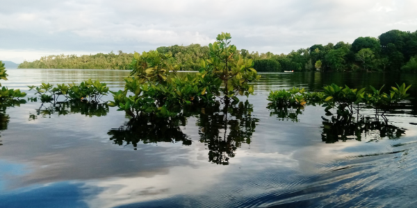 New lot of mangroves being replanted to protect coastlines in Buri