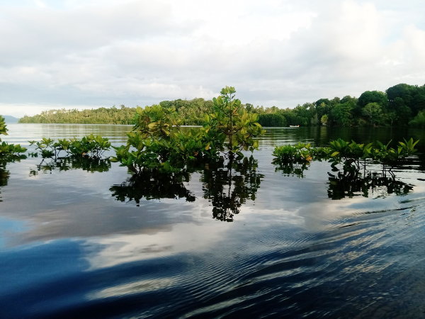 New lot of mangroves being replanted to protect coastlines in Buri