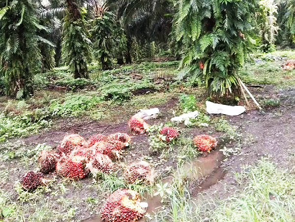 Oil palm fruits lay unattended on the ground when the workers went on strike this week. Photo Supplied.