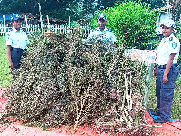 RSIPF Officers with uprooted Marijuana plants. File photo.