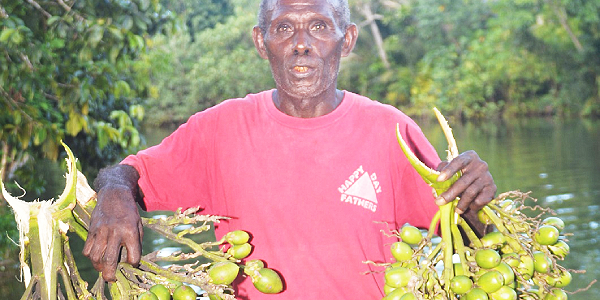 Ronald Kamaka with two samples of the betel nut bunch harvested from his plantation.