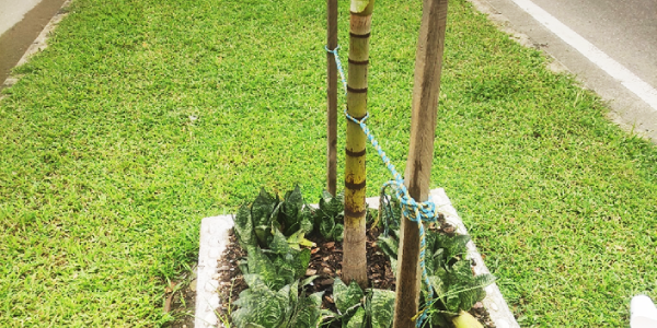 Newly planted palm trees along the Kukum highway have been cut.