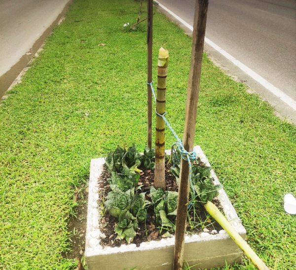 Newly planted palm trees along the Kukum highway have been cut.