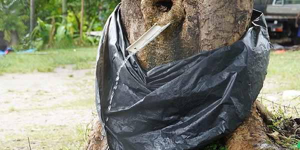 Water springs out from a tree trunk at the 777 bus stop in East Kola Ridge