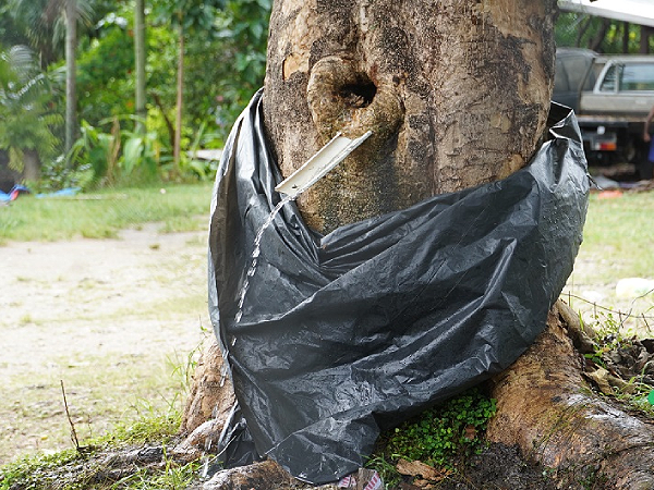 Water springs out from a tree trunk at the 777 bus stop in East Kola Ridge