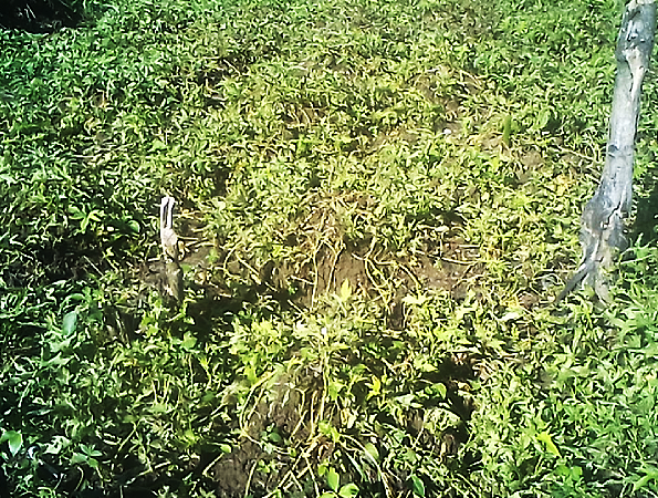 A sweet potato garden at Gelabu along the Kwaiafa river destroyed by insects.
