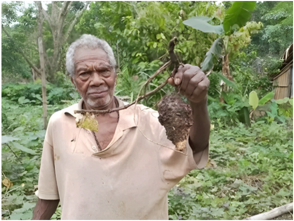 An elder with a rotting root crop