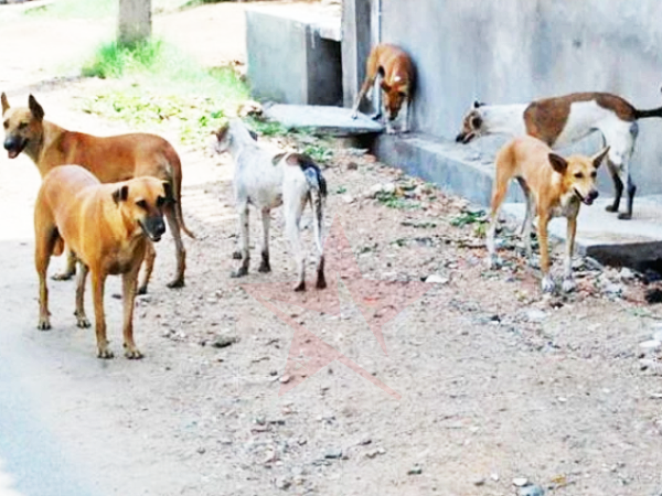 Stray dogs roaming in the streets of Gizo town. Photo, Ulutah Gina.
