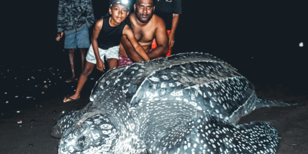 RARE SIGHTING – Solomon Star News