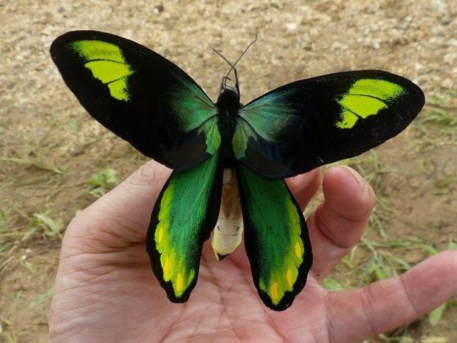 Ornithoptera Victoriae butterfly. Photo supplied.