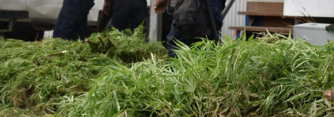 Some of the marijuana plants confiscated during the raid