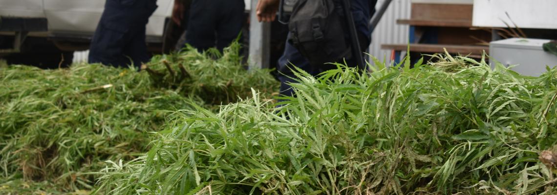 Police uprooted, destroyed marijuana plants from 7 farms Police uprooted, destroyed marijuana plants from 7 farms