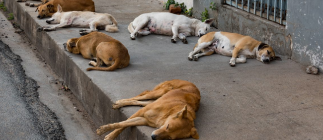 Stray dogs lying at a shop front in Gizo