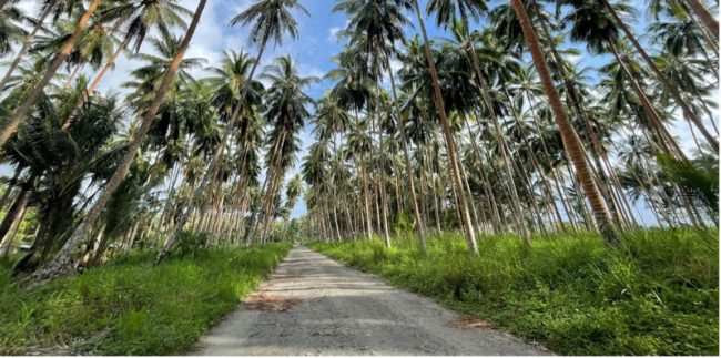 A Coconut plantation on Guadalcanal province