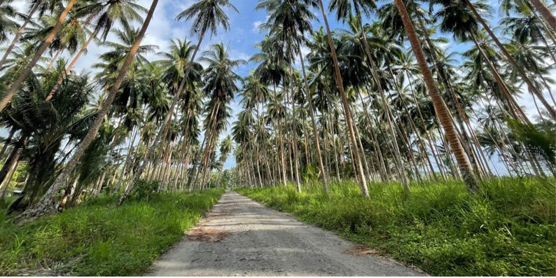 A Coconut plantation on Guadalcanal province