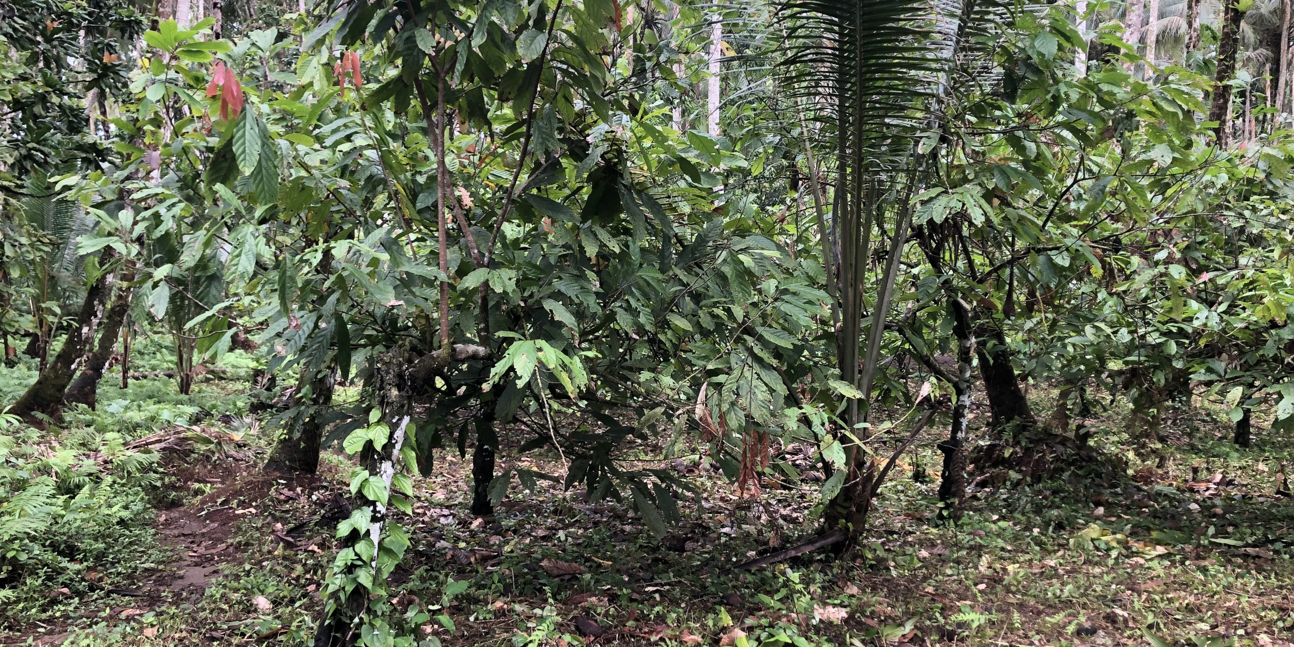 A cocoa plantation in Varese. Photo by Lachlan Shyves Eddie