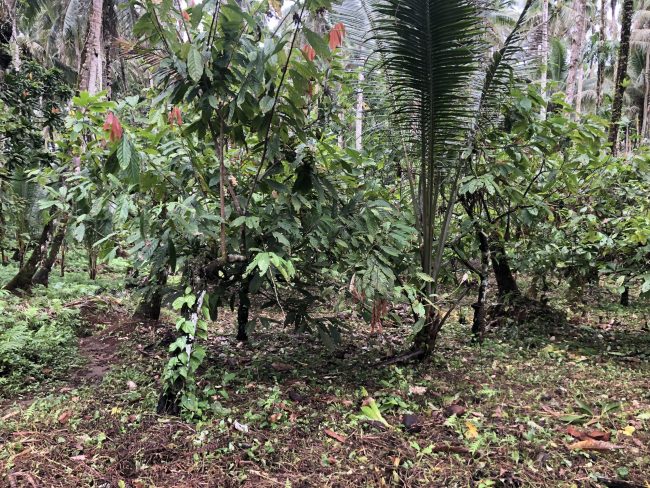 A cocoa plantation in Varese. Photo by Lachlan Shyves Eddie