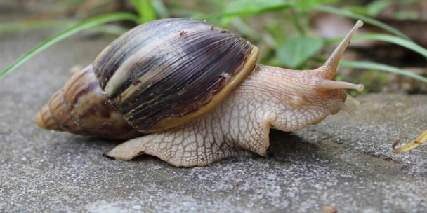 NESI declares war on Giant African Snail (GAS) infestation in West Rennell
