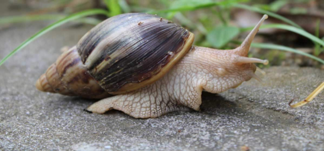 NESI declares war on Giant African Snail (GAS) infestation in West Rennell
