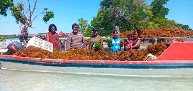 Seaweed farming at Wagina, Choiseul Province