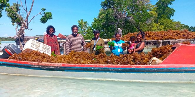 Seaweed farming at Wagina, Choiseul Province