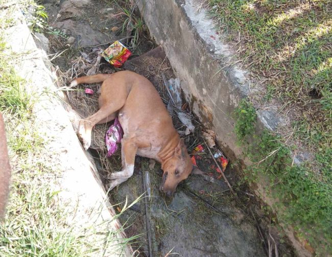 Dog in drain