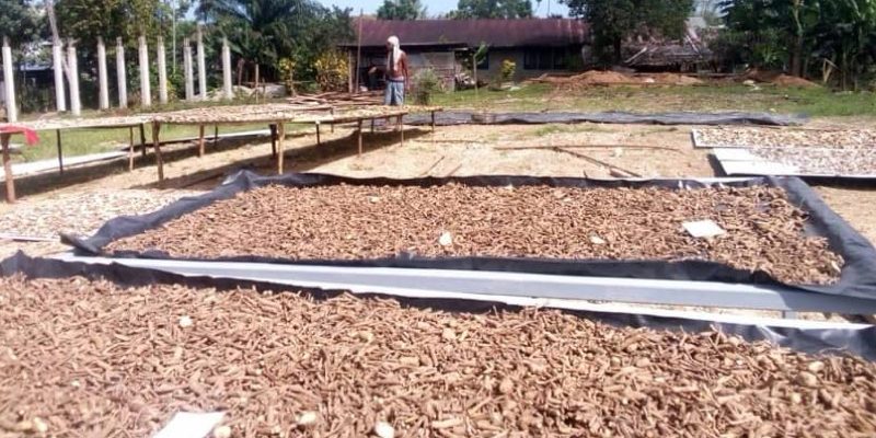 Kava dried at the buying area in Auki.