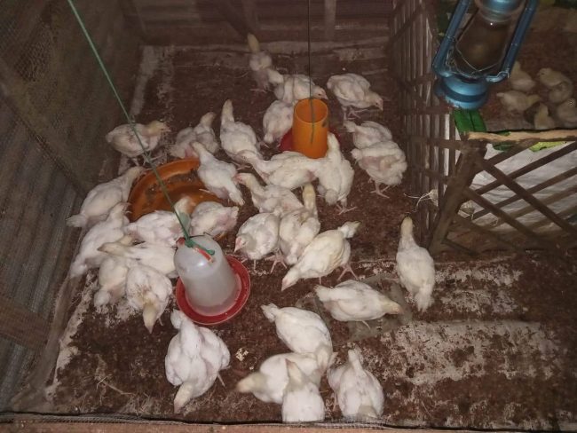 A batch of chicks at the Ambu Youth Poultry House