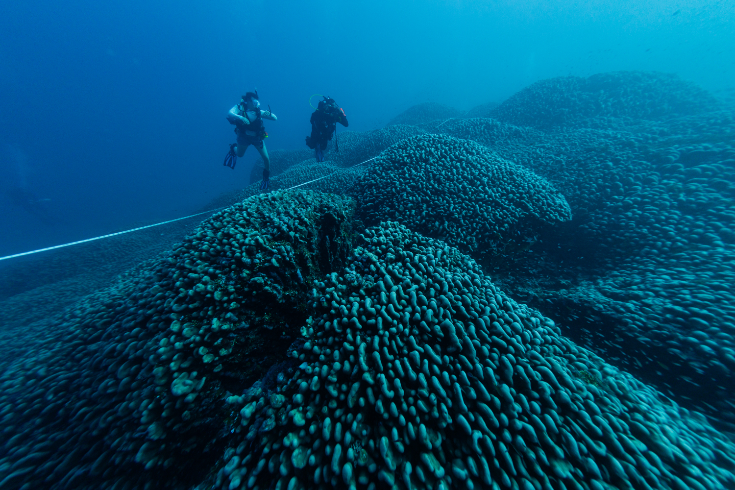 New Discovery: Largest Coral in the World found in Solomon Islands New Discovery: Largest Coral in the World found in Solomon Islands