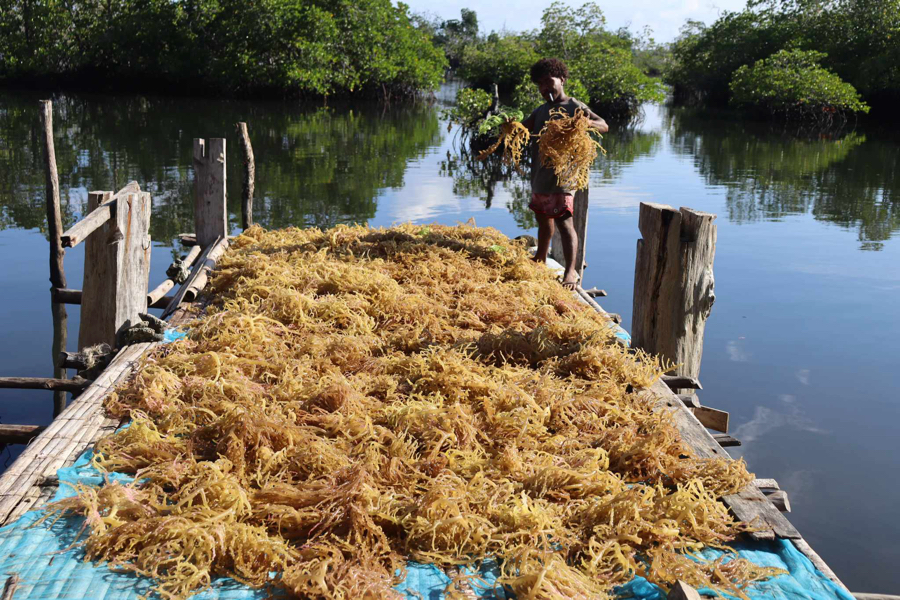 Govt backs seaweed farmers with materials Govt backs seaweed farmers with materials