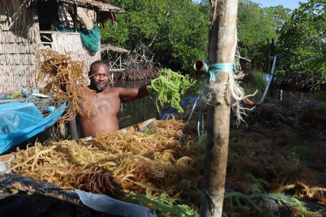 Seaweed farmer