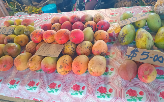 The variety of mangos Emily sells at the Gizo Market