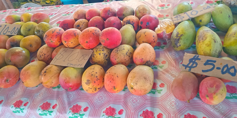 The variety of mangos Emily sells at the Gizo Market