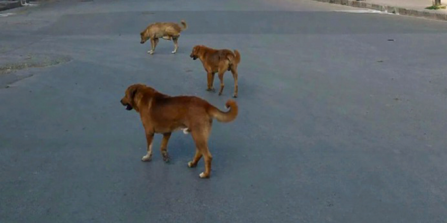 Stray dogs