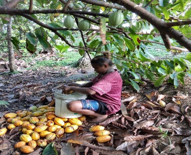 Cocoa farmer in Makira