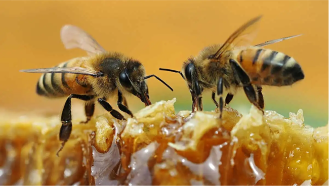 Honey and bee