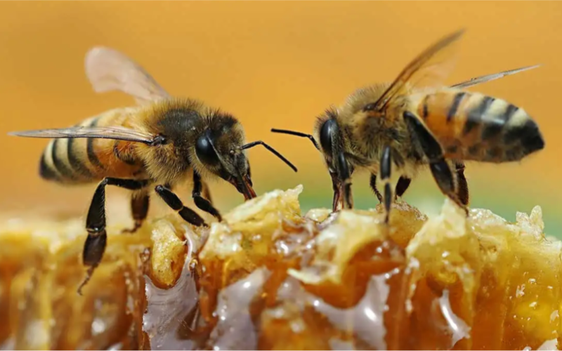 BOOST FOR HONEY INDUSTRY